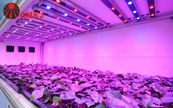 plant grow